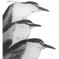The Waterbird Society Research Grant Program logo